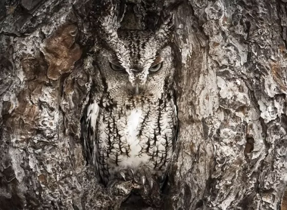 بالصور: تعرفوا إلى 11 من الحيوانات المموهة المذهلة صورة رقم 5