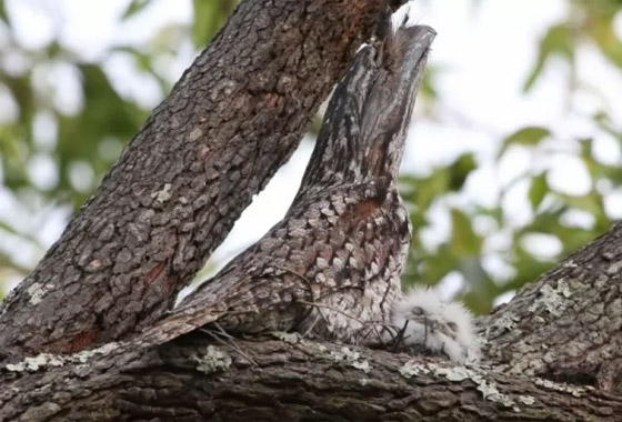 بالصور: تعرفوا إلى 11 من الحيوانات المموهة المذهلة صورة رقم 6