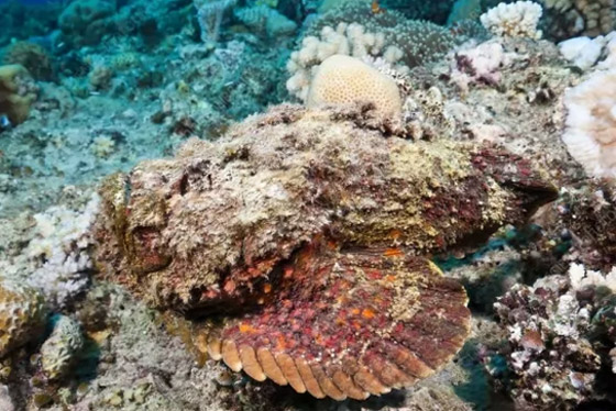 بالصور: تعرفوا إلى 11 من الحيوانات المموهة المذهلة صورة رقم 7