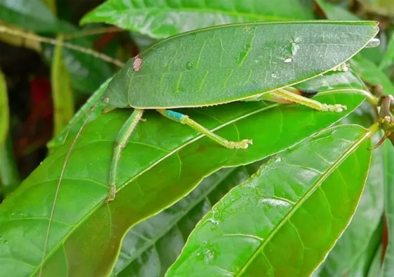 بالصور: تعرفوا إلى 11 من الحيوانات المموهة المذهلة صورة رقم 8