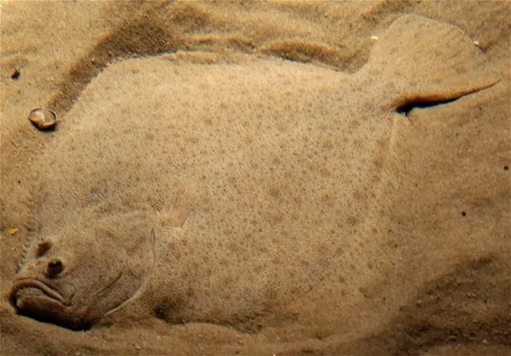 بالصور: تعرفوا إلى 11 من الحيوانات المموهة المذهلة صورة رقم 9