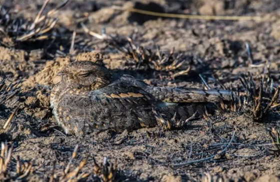 بالصور: تعرفوا إلى 11 من الحيوانات المموهة المذهلة صورة رقم 10
