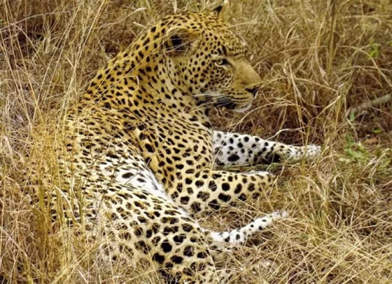 بالصور: تعرفوا إلى 11 من الحيوانات المموهة المذهلة صورة رقم 11