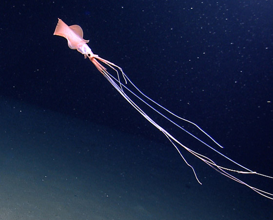 رصد مخلوق نادر وغامض جدا وبعيد المنال في قاع المحيط! فيديو وصور صورة رقم 3