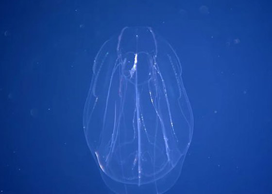 رصد مخلوق نادر وغامض جدا وبعيد المنال في قاع المحيط! فيديو وصور صورة رقم 4