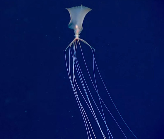 رصد مخلوق نادر وغامض جدا وبعيد المنال في قاع المحيط! فيديو وصور صورة رقم 5