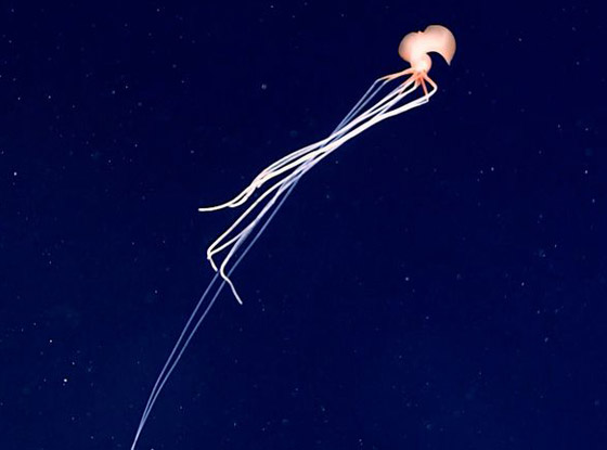 رصد مخلوق نادر وغامض جدا وبعيد المنال في قاع المحيط! فيديو وصور صورة رقم 6