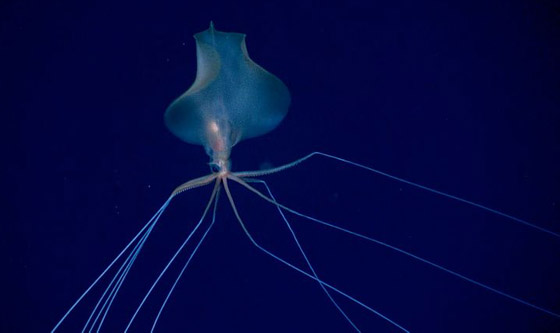 رصد مخلوق نادر وغامض جدا وبعيد المنال في قاع المحيط! فيديو وصور صورة رقم 7