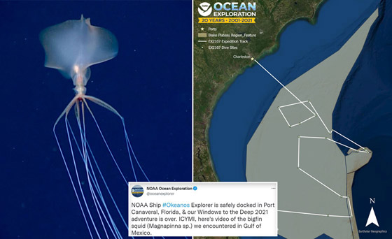 رصد مخلوق نادر وغامض جدا وبعيد المنال في قاع المحيط! فيديو وصور صورة رقم 1
