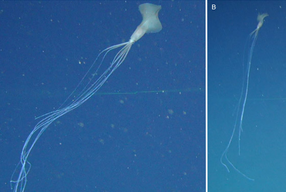 رصد مخلوق نادر وغامض جدا وبعيد المنال في قاع المحيط! فيديو وصور صورة رقم 8