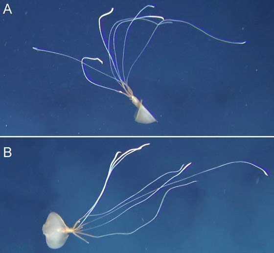 رصد مخلوق نادر وغامض جدا وبعيد المنال في قاع المحيط! فيديو وصور صورة رقم 9