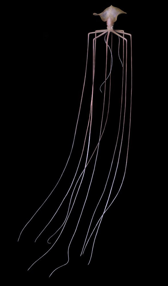 رصد مخلوق نادر وغامض جدا وبعيد المنال في قاع المحيط! فيديو وصور صورة رقم 11