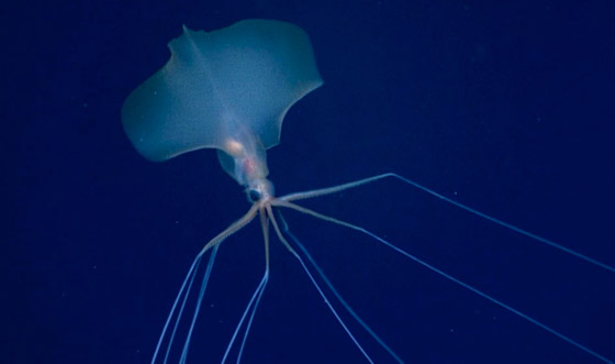 رصد مخلوق نادر وغامض جدا وبعيد المنال في قاع المحيط! فيديو وصور صورة رقم 2