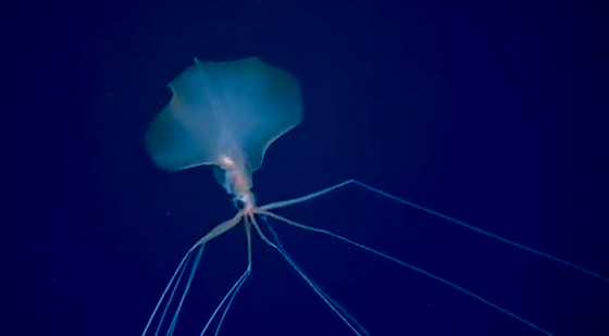 رصد مخلوق نادر وغامض جدا وبعيد المنال في قاع المحيط! فيديو وصور صورة رقم 12