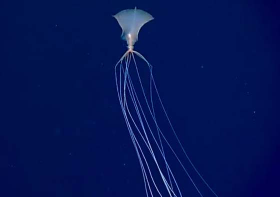 رصد مخلوق نادر وغامض جدا وبعيد المنال في قاع المحيط! فيديو وصور صورة رقم 13