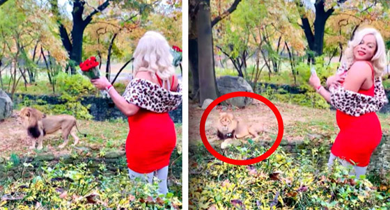 فيديو: سيدة أمريكية تقتحم عرين أسد وترميه بالورود! صورة رقم 2 فيديو: سيدة أمريكية تقتحم عرين أسد وترميه بالورود! صورة رقم 2