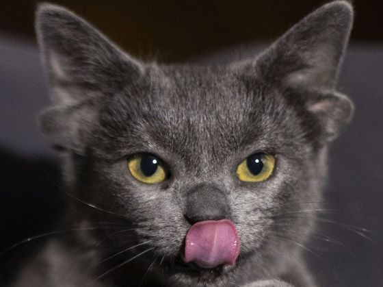 قطة تركية بأربعة آذان تحقق نجومية واسعة.. 70 ألف شخص يتابعونها صورة رقم 1