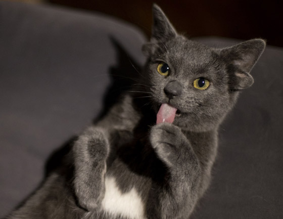 قطة تركية بأربعة آذان تحقق نجومية واسعة.. 70 ألف شخص يتابعونها صورة رقم 2