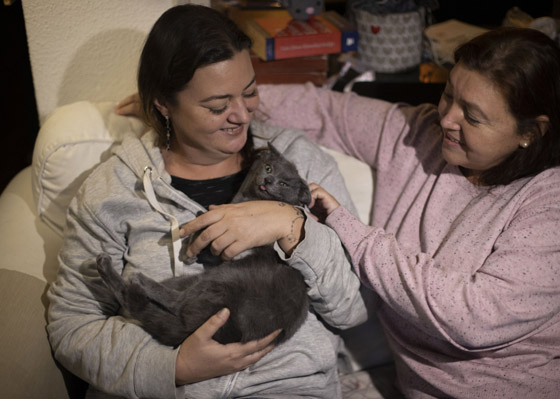 قطة تركية بأربعة آذان تحقق نجومية واسعة.. 70 ألف شخص يتابعونها صورة رقم 3