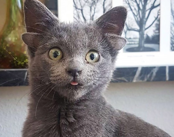 قطة تركية بأربعة آذان تحقق نجومية واسعة.. 70 ألف شخص يتابعونها صورة رقم 4