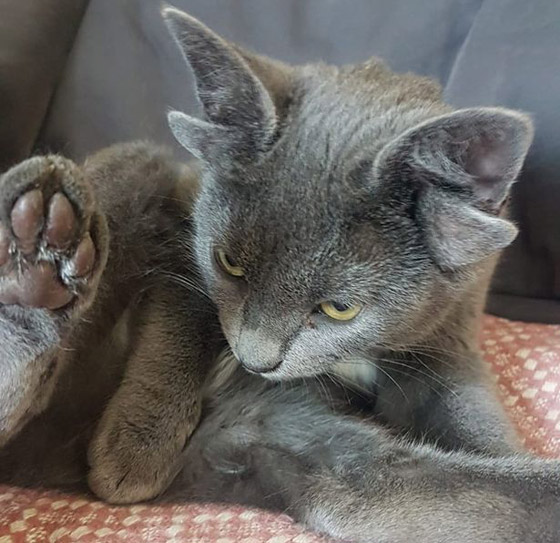 قطة تركية بأربعة آذان تحقق نجومية واسعة.. 70 ألف شخص يتابعونها صورة رقم 5