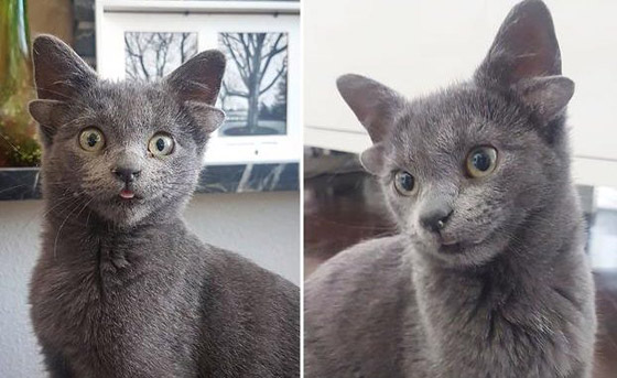 قطة تركية بأربعة آذان تحقق نجومية واسعة.. 70 ألف شخص يتابعونها صورة رقم 6