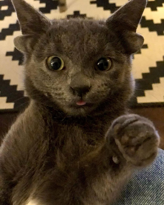 قطة تركية بأربعة آذان تحقق نجومية واسعة.. 70 ألف شخص يتابعونها صورة رقم 7