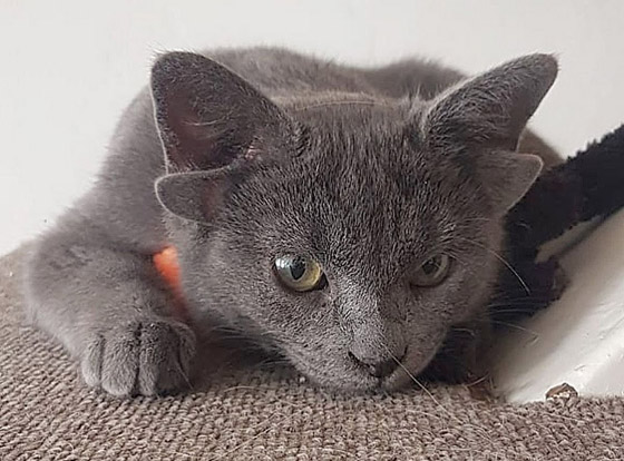 قطة تركية بأربعة آذان تحقق نجومية واسعة.. 70 ألف شخص يتابعونها صورة رقم 9