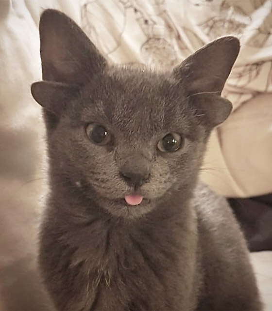 قطة تركية بأربعة آذان تحقق نجومية واسعة.. 70 ألف شخص يتابعونها صورة رقم 10