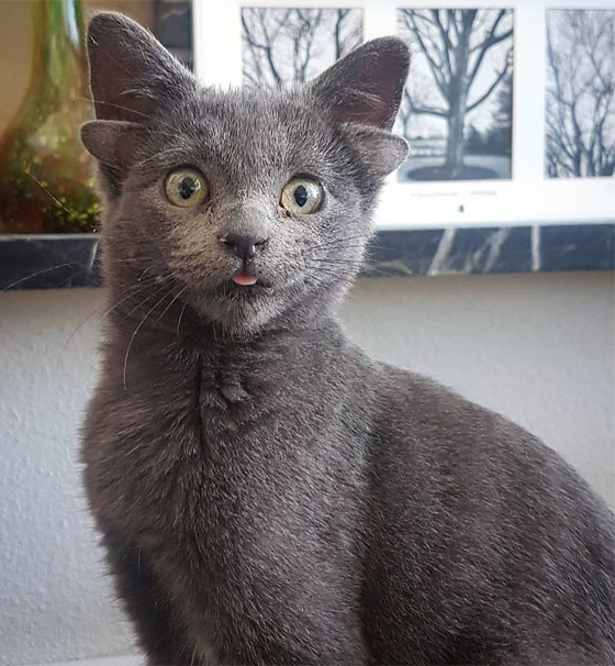 قطة تركية بأربعة آذان تحقق نجومية واسعة.. 70 ألف شخص يتابعونها صورة رقم 11