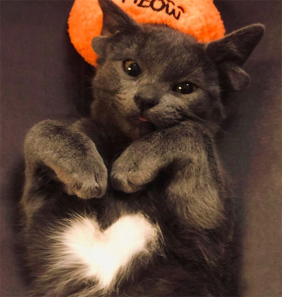 قطة تركية بأربعة آذان تحقق نجومية واسعة.. 70 ألف شخص يتابعونها صورة رقم 12