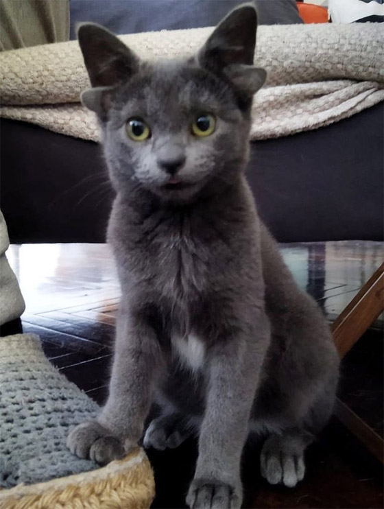 قطة تركية بأربعة آذان تحقق نجومية واسعة.. 70 ألف شخص يتابعونها صورة رقم 13