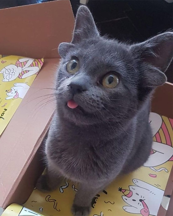 قطة تركية بأربعة آذان تحقق نجومية واسعة.. 70 ألف شخص يتابعونها صورة رقم 16