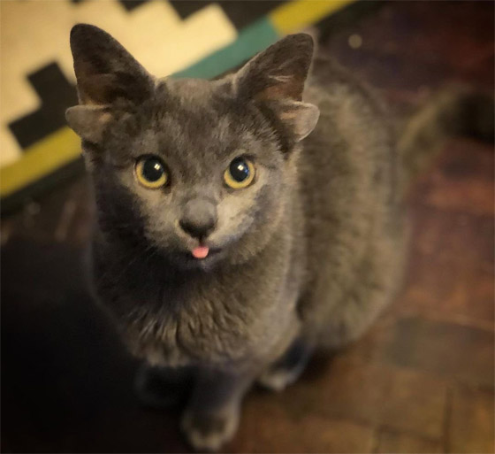 قطة تركية بأربعة آذان تحقق نجومية واسعة.. 70 ألف شخص يتابعونها صورة رقم 17