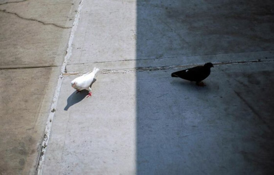 مصور يبرز في الصور كيف ابتسمت له الطبيعة ومنحته اللحظة المناسبة صورة رقم 2