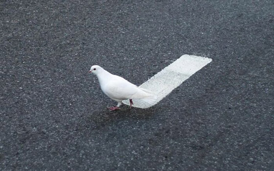 مصور يبرز في الصور كيف ابتسمت له الطبيعة ومنحته اللحظة المناسبة صورة رقم 11