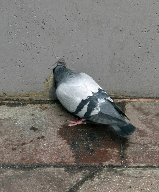 مصور يبرز في الصور كيف ابتسمت له الطبيعة ومنحته اللحظة المناسبة صورة رقم 15