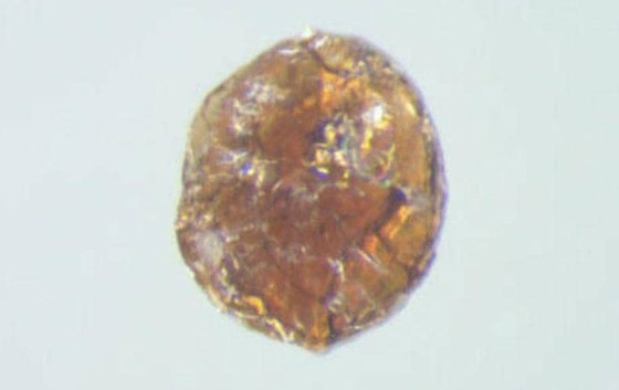 وداعا لمشكلة تكسر الشاشات.. علماء يبتكرون زجاجا فائق الصلابة صورة رقم 1 وداعا لمشكلة تكسر الشاشات.. علماء يبتكرون زجاجا فائق الصلابة صورة رقم 1