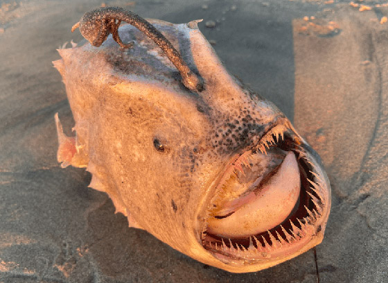 بالصدفة.. مصور أمريكي يعثر على وحش بحري نادر صورة رقم 2 بالصدفة.. مصور أمريكي يعثر على وحش بحري نادر صورة رقم 2