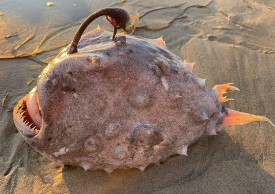 بالصدفة.. مصور أمريكي يعثر على وحش بحري نادر صورة رقم 3 بالصدفة.. مصور أمريكي يعثر على وحش بحري نادر صورة رقم 3