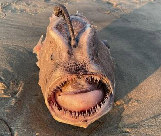 بالصدفة.. مصور أمريكي يعثر على وحش بحري نادر صورة رقم 4 بالصدفة.. مصور أمريكي يعثر على وحش بحري نادر صورة رقم 4