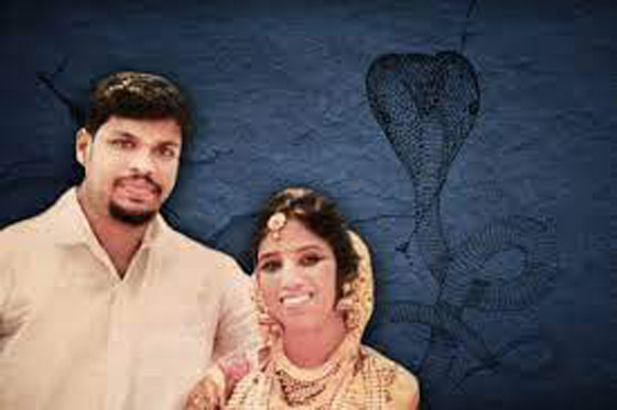 يستخدم أفعى سامة لقتل زوجته وهي نائمة صورة رقم 1