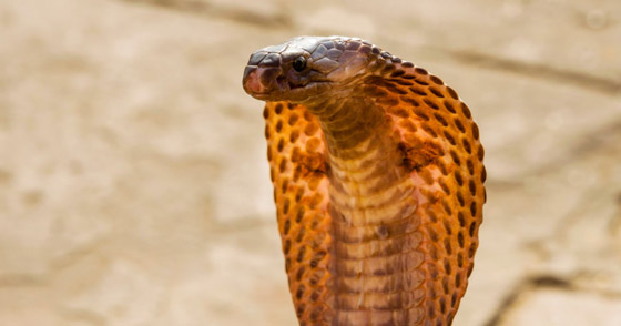 يستخدم أفعى سامة لقتل زوجته وهي نائمة صورة رقم 2