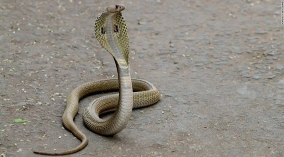 يستخدم أفعى سامة لقتل زوجته وهي نائمة صورة رقم 7