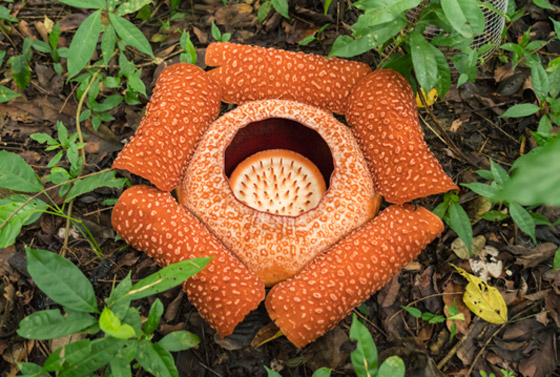 بالصور: ما هي أكبر الكائنات الحية على كوكب الأرض؟ تعرفوا إليها.. صورة رقم 1