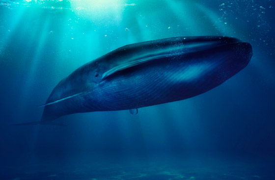 بالصور: ما هي أكبر الكائنات الحية على كوكب الأرض؟ تعرفوا إليها.. صورة رقم 2