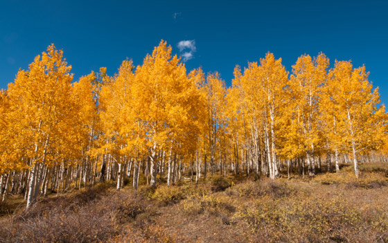 بالصور: ما هي أكبر الكائنات الحية على كوكب الأرض؟ تعرفوا إليها.. صورة رقم 3