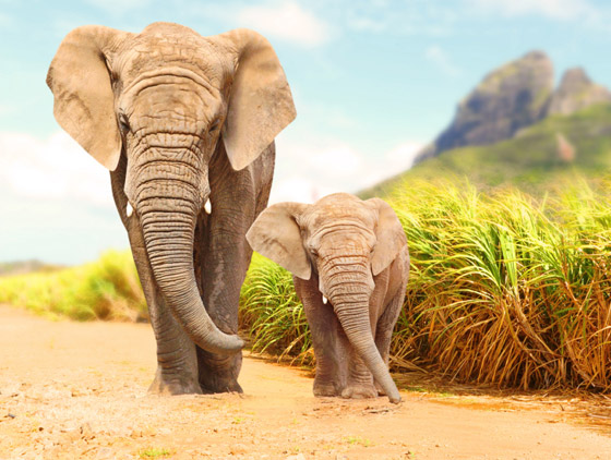 بالصور: ما هي أكبر الكائنات الحية على كوكب الأرض؟ تعرفوا إليها.. صورة رقم 4