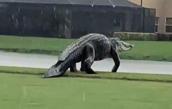 بالصور: ما هي أكبر الكائنات الحية على كوكب الأرض؟ تعرفوا إليها.. صورة رقم 6