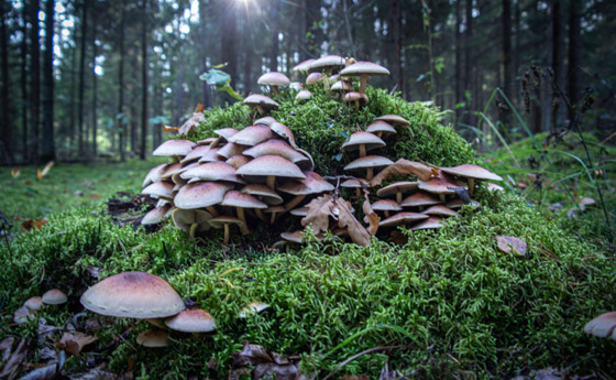 بالصور: ما هي أكبر الكائنات الحية على كوكب الأرض؟ تعرفوا إليها.. صورة رقم 7